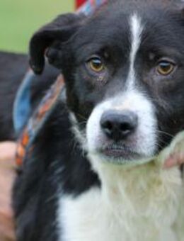 Cayne - fröhlicher Familienhund - Lohra