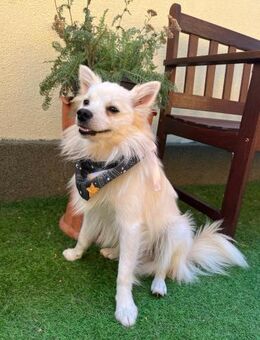 Jungspitz Jeremy dein neuer Gefährte? - Chemnitz