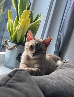 Wunderschöner Bengal Kater - Dannewerk
