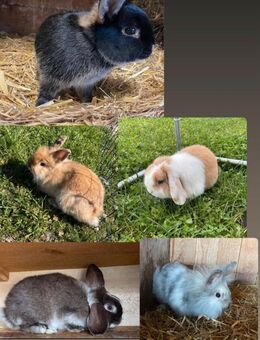 Löwenkopf Miniloop Lohkaninchen zwergwidder - Neuburg (Donau)