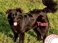 TESS ❤ EILIG! sucht Zuhause/Pflegestelle - Langenhagen