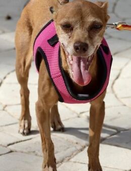 Flor, zutraulich, verträglich, offen - Westerholt