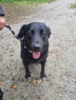Labradormix-Hündin Lika - Eichenzell