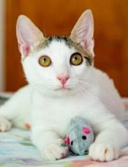 POSSUM - junger Kater sucht Freunde - Sulzbach-Laufen