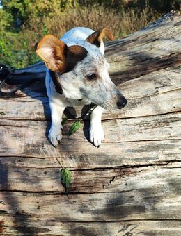 Jack Russell Yorkshire Mix - Neubrandenburg