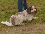 Lagotto Romagnolo, ca. 2 Jahre alt, nicht kastriert - Bietigheim-Bissingen