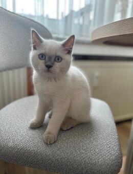 Ratgoll babykatze 4 monate - Krefeld Zentrum