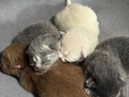 BLH Kitten Katzenbabys - Langenhagen