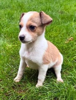 kleine verspielte Bonnie ♥️ - Velbert