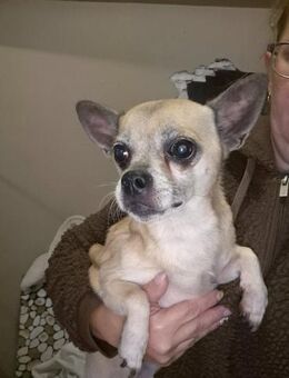 🐶 Murphy kleiner Chihuahua - Kassel