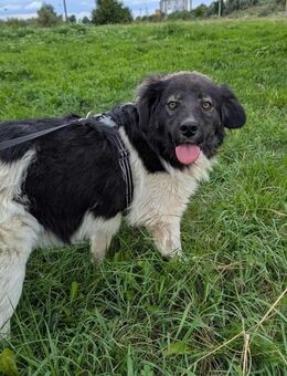 Perry möchte nicht in RO aufwachsen - Blankenheim (Nordrhein-Westfalen)