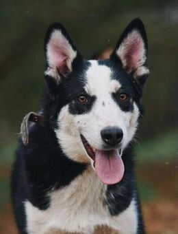 Lebensfroher Chico sucht seine Familie - Duisburg