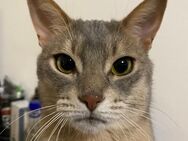 Abessinier Kater sucht neuen Wirkungskreis - Berlin
