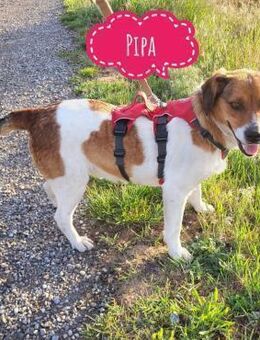 Pippa eine Kinderliebende Hündin - Flörsheim-Dalsheim