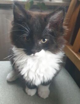 Katzenbabys Katze Kater Hauskatze Maine Coon Mix - Marne