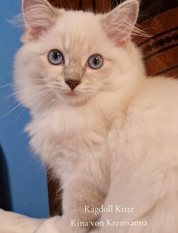 Große reinrassige Ragdoll Kitten mit sehr gutem Stammbaum suchen ein neues Zuhause - Ludwigshafen (Rhein)