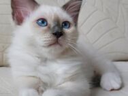 Heilige birma kitten - Marl (Nordrhein-Westfalen)
