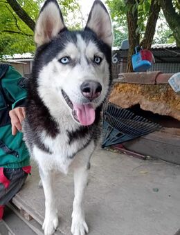 Balto, er möchte nur Liebe - Olsberg