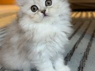 Samo( Persekitten) sucht ein liebevolles Zuhause - München