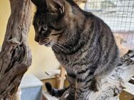 Freundlicher Tigerbub Gerry (ALM) - Geisenheim