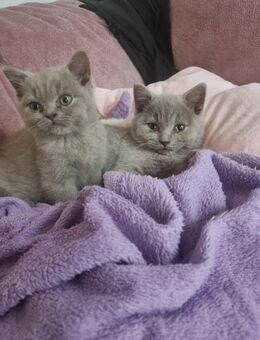 Reinrasaige Bkh Kitten lilac - Berlin