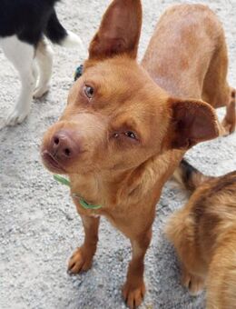 Cebolinho - er sucht schon so lange 😔 - Speyer