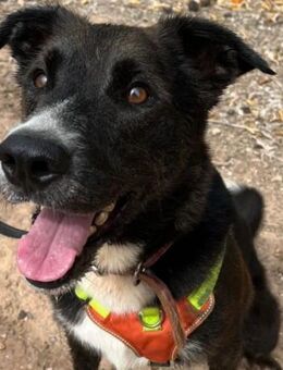 Canuto - sein Traum ist eine Familie - Laatzen