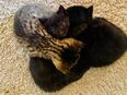 Flauschige Maine-Coon-Mix-Kitten ab Ende Juni in liebevolle Hände abzugeben in 55278