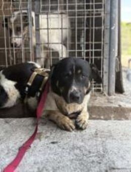 Bronco sucht Menschen mit ganz viel Herz - München