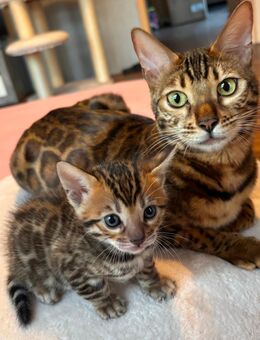 Bengal Kitten mit Stammbaum -noch 1 - Weener