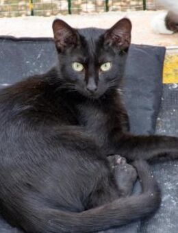 Hübscher Maromo sucht Zuhause - Bad Camberg