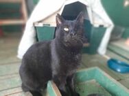 Filotitis, ruhiger Senior, 9J FIV+ - Vaterstetten