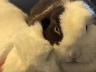 🐰 Zwei zahme Kaninchen (fast 4 Jahre) mit großem Käfig & Zubehör abzugeben - Berlin