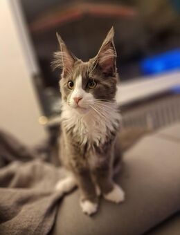 Reinrassiger Maine Coon Katerchen - Zweibrücken