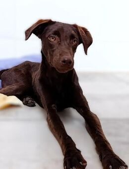 Zenith ist sehr menschenbezogen - Laatzen