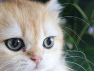 Reinrassige BKH Katze ny 11 black golden shaded Stammbaum - Hof