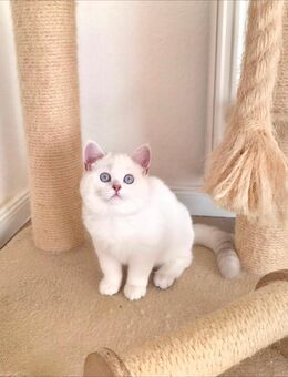 BKH Mädchen mit schönen blauen Augen - Detmold