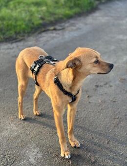 Runa - kluge Hündin sucht Kuschelmensch - Großefehn