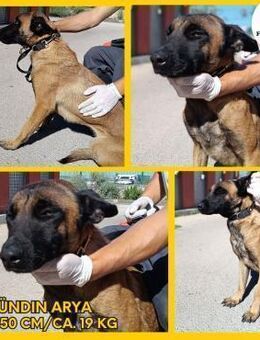 Malinios Mischlings-Hündin Arya sucht - Margetshöchheim