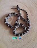 Kornnattern Anery het striped ph Amel Caramel in 45899