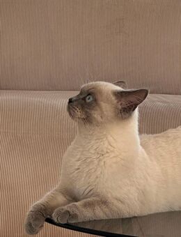 BKH-Kater wegen familiärer Gründe schweren Herzens abzugeben - Arnstorf