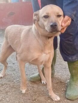 Orson, freundlich, offen, lernwillig - Westerholt