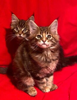 Verspielte Kätzchen sind bereit, Teil Ihrer Familie zu werden - Gräfenthal