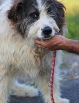 Kyreo - verschmust u. sehr lieb - Lohra