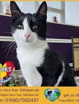 Socks träumt von einem eigenen Zuhause! - Waakirchen