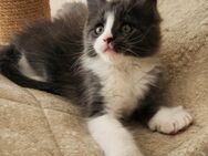 =^..^=Tolles Maine Coon kitten/KATER aus seriöser Zucht =^..^= - Bad Berleburg
