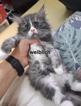 Reinrassige Maine Coon Katzen suchen noch ein neues Zuhause - Salzgitter