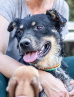 Bruno, freundlicher Rüde, ca. 2 Jahre, c - Vaterstetten