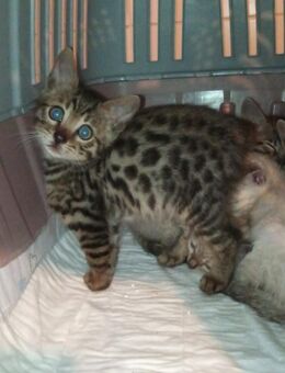 Bengalkater Kovu - Werther (Westfalen)