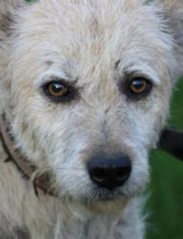 Jeky - verschmuster Wuschelrüde❤️❤️❤️ - Lohra